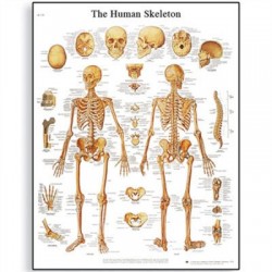 Εκπαιδευτική Αφίσα Ανθρώπινου Σκελετού